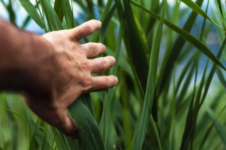 A hand reaching out to help